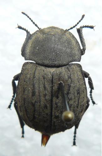 Asida sabulosa