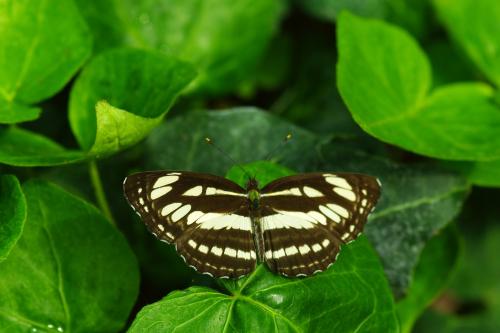 Neptis sp.