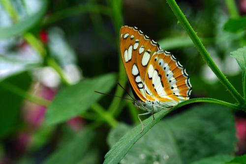 Athyma perius