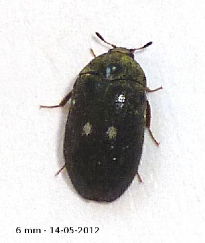 Attagenus pellio