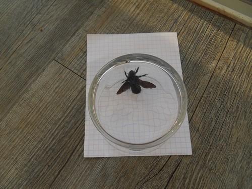 Xylocopa sp.