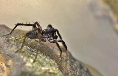 Pardosa sp.