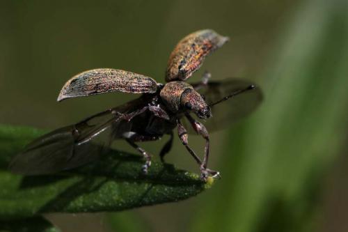 Phyllobius pyri