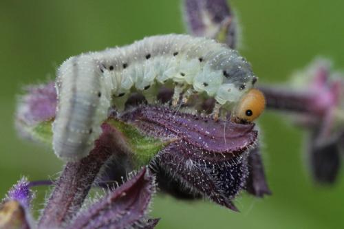 Sciapteryx sp.