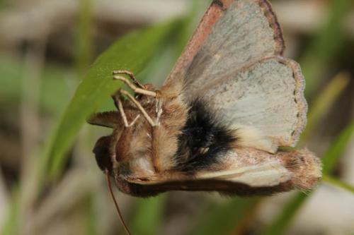 Mythimna albipuncta