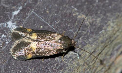 Borkhausenia minutella