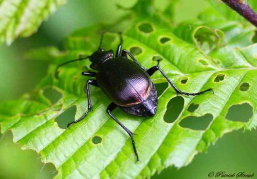 Réf. 85 094 : Calosoma inquisitor