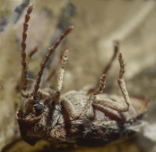 Réf. 85 850 : Ptinomorphus imperialis