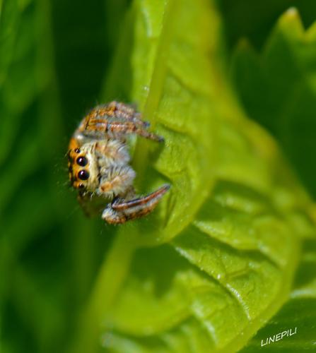 Carrhotus xanthogramma