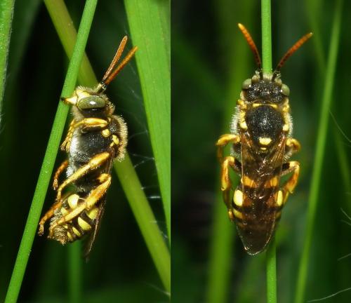 Nomada nobilis