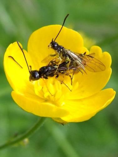 Réf. 85 713 : Cephus pygmaeus