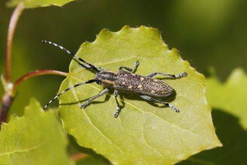 Saperda populnea