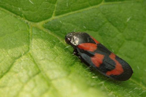 Cercopis vulnerata