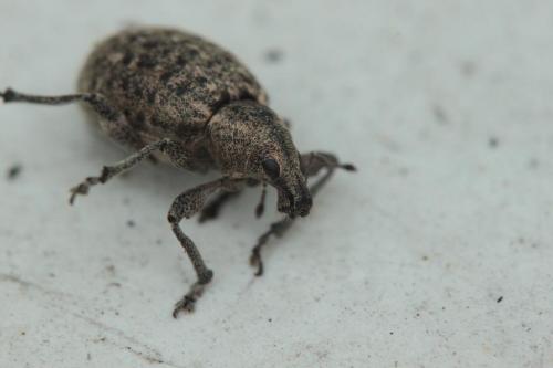 Liophloeus tessulatus