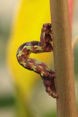 Erannis defoliaria