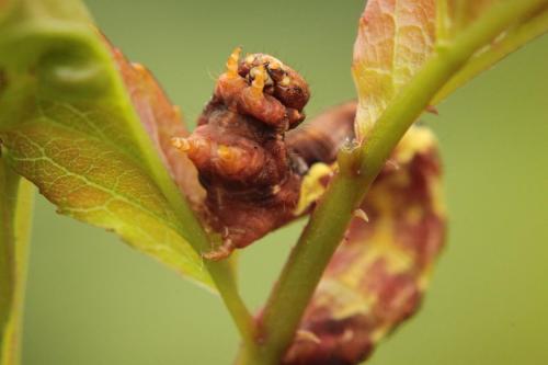 Erannis defoliaria