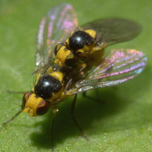 Réf. 85 328 : Liriomyza sp.