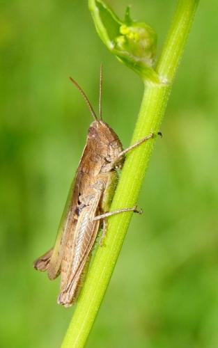 Chorthippus dorsatus dorsatus