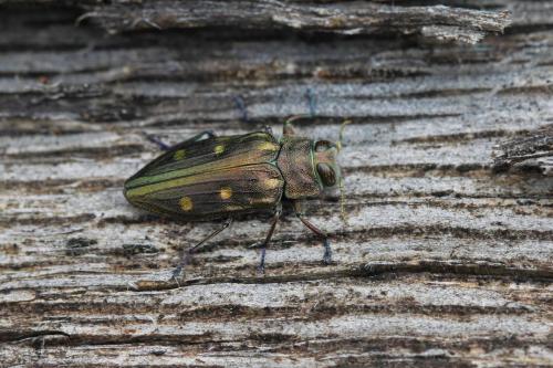 Réf. 85 015 : Chrysobothris affinis