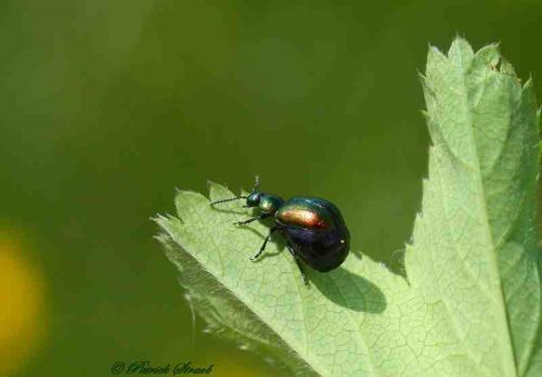 Réf. 85 937 : Gastrophysa viridula