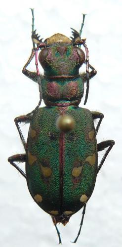 Réf. 85 729 : Cicindela maroccana pseudomaroccana