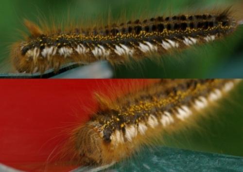 Euthrix potatoria