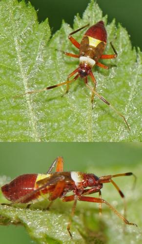 Closterotomus biclavatus