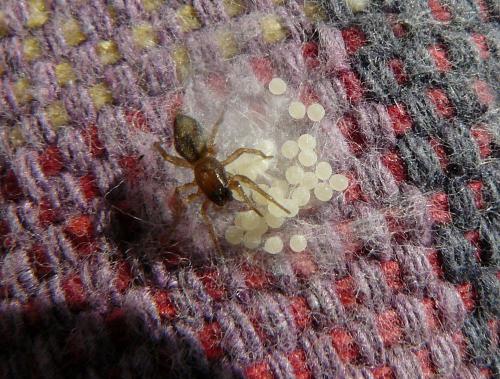 Réf. 85 828 : Porrhoclubiona leucaspis