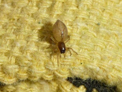 Porrhoclubiona leucaspis