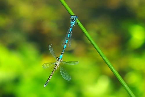 Réf. 85 748 : Coenagrion mercuriale