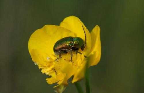 Cryptocephalus sp.