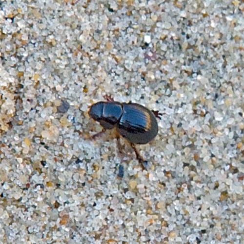 Aegialia arenaria
