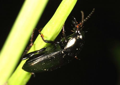 Amara sp.