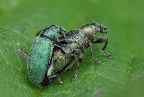 Réf. 85 219 : Phyllobius pomaceus