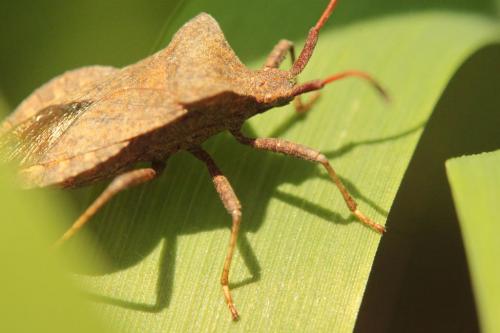 Coreus marginatus