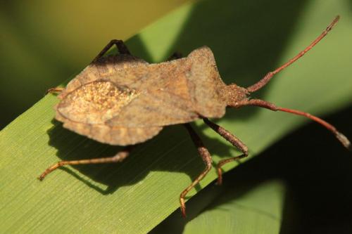 Coreus marginatus