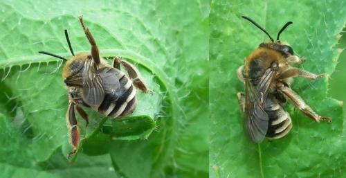 Réf. 85 751 : Eucera sp.