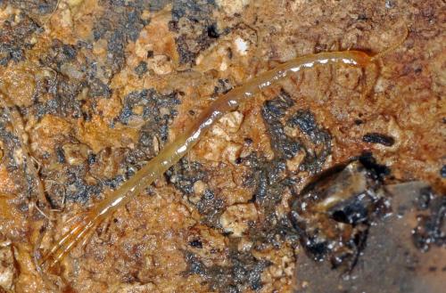 Cryptops sp.