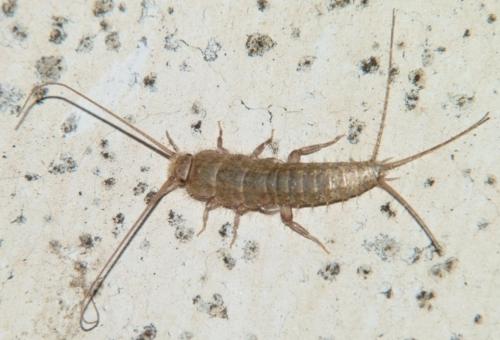 Réf. 85 814 : Ctenolepisma sp.