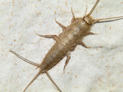 Réf. 85 816 : Ctenolepisma sp.