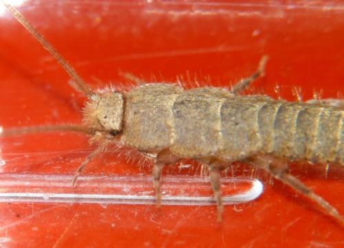 Réf. 85 815 : Ctenolepisma sp.