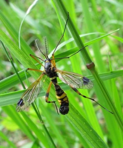 Ctenophora festiva