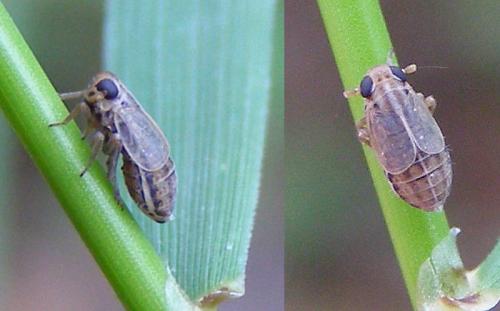 Ribautodelphax sp.
