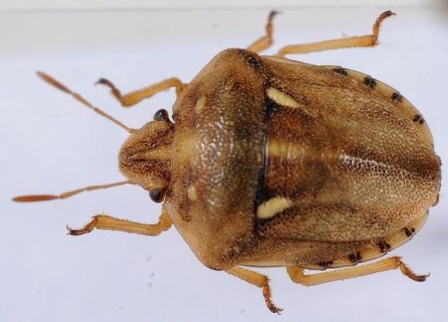 Derula flavoguttata