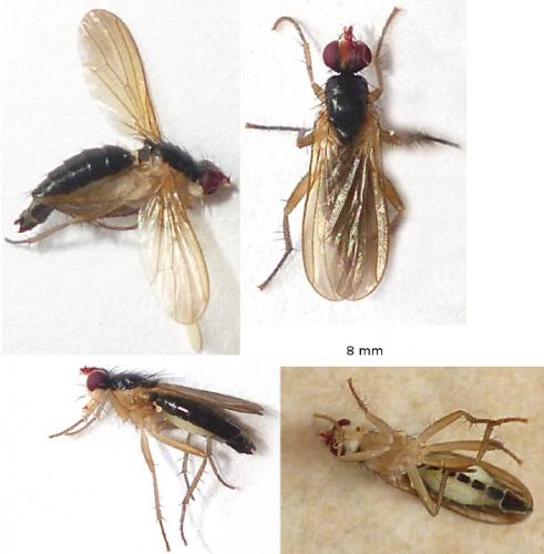 Cordilura albipes
