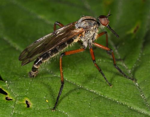 Réf. 85 171 : Empis variegata