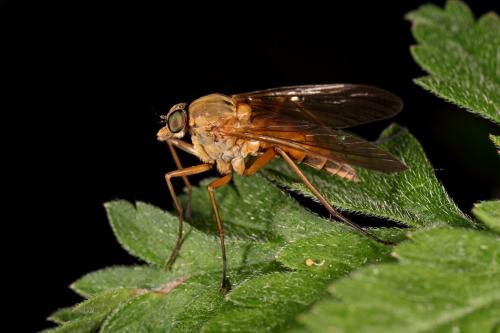 Rhagio sp.