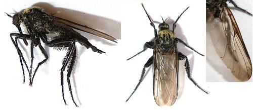 Empis ciliata