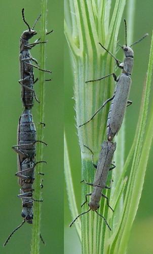 Dolichosoma simile