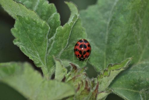 Harmonia axyridis